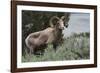 Rocky Mountain Bighorn Sheep Ram-Ken Archer-Framed Photographic Print