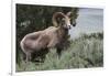 Rocky Mountain Bighorn Sheep Ram-Ken Archer-Framed Photographic Print