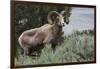 Rocky Mountain Bighorn Sheep Ram-Ken Archer-Framed Photographic Print