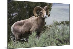 Rocky Mountain Bighorn Sheep Ram-Ken Archer-Mounted Premium Photographic Print