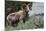 Rocky Mountain Bighorn Sheep Ram-Ken Archer-Mounted Premium Photographic Print