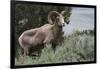 Rocky Mountain Bighorn Sheep Ram-Ken Archer-Framed Premium Photographic Print