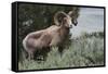 Rocky Mountain Bighorn Sheep Ram-Ken Archer-Framed Stretched Canvas