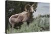 Rocky Mountain Bighorn Sheep Ram-Ken Archer-Stretched Canvas