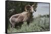 Rocky Mountain Bighorn Sheep Ram-Ken Archer-Framed Stretched Canvas