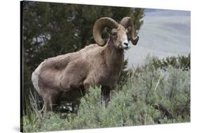 Rocky Mountain Bighorn Sheep Ram-Ken Archer-Stretched Canvas