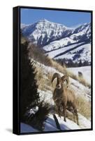 Rocky Mountain Bighorn Sheep Ram-Ken Archer-Framed Stretched Canvas