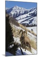 Rocky Mountain Bighorn Sheep Ram-Ken Archer-Mounted Photographic Print