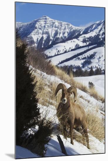 Rocky Mountain Bighorn Sheep Ram-Ken Archer-Mounted Photographic Print