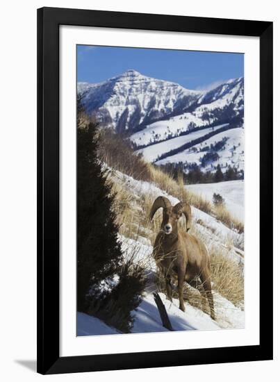 Rocky Mountain Bighorn Sheep Ram-Ken Archer-Framed Photographic Print