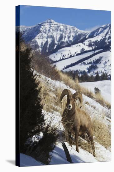 Rocky Mountain Bighorn Sheep Ram-Ken Archer-Stretched Canvas