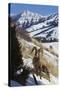 Rocky Mountain Bighorn Sheep Ram-Ken Archer-Stretched Canvas