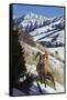 Rocky Mountain Bighorn Sheep Ram-Ken Archer-Framed Stretched Canvas