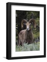 Rocky Mountain Bighorn Sheep Ram-Ken Archer-Framed Photographic Print