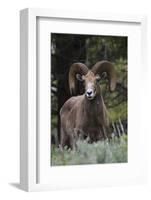 Rocky Mountain Bighorn Sheep Ram-Ken Archer-Framed Photographic Print