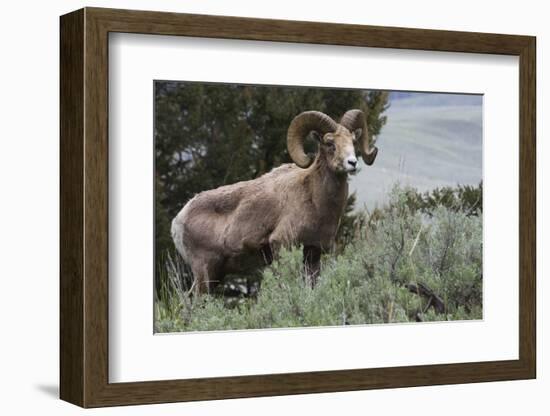 Rocky Mountain Bighorn Sheep Ram-Ken Archer-Framed Photographic Print