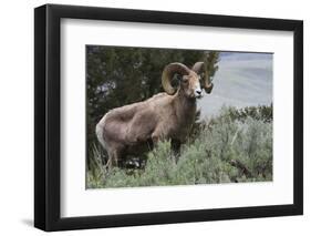 Rocky Mountain Bighorn Sheep Ram-Ken Archer-Framed Photographic Print