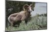 Rocky Mountain Bighorn Sheep Ram-Ken Archer-Mounted Photographic Print