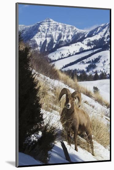 Rocky Mountain Bighorn Sheep Ram-Ken Archer-Mounted Photographic Print