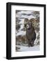 Rocky Mountain Bighorn Sheep Ram-Ken Archer-Framed Photographic Print