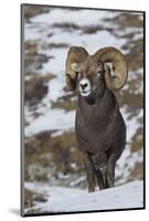 Rocky Mountain Bighorn Sheep Ram-Ken Archer-Mounted Photographic Print