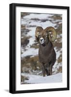 Rocky Mountain Bighorn Sheep Ram-Ken Archer-Framed Premium Photographic Print
