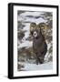 Rocky Mountain Bighorn Sheep Ram-Ken Archer-Framed Photographic Print