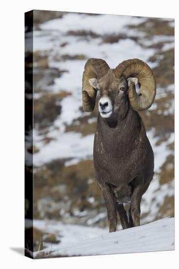 Rocky Mountain Bighorn Sheep Ram-Ken Archer-Stretched Canvas