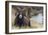 Rocky Mountain Bighorn Sheep Ram-Ken Archer-Framed Photographic Print