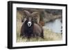 Rocky Mountain Bighorn Sheep Ram-Ken Archer-Framed Photographic Print