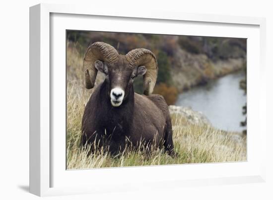 Rocky Mountain Bighorn Sheep Ram-Ken Archer-Framed Photographic Print