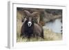 Rocky Mountain Bighorn Sheep Ram-Ken Archer-Framed Photographic Print