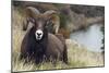 Rocky Mountain Bighorn Sheep Ram-Ken Archer-Mounted Photographic Print