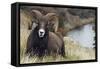 Rocky Mountain Bighorn Sheep Ram-Ken Archer-Framed Stretched Canvas