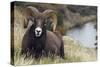 Rocky Mountain Bighorn Sheep Ram-Ken Archer-Stretched Canvas