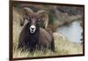 Rocky Mountain Bighorn Sheep Ram-Ken Archer-Framed Photographic Print