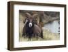 Rocky Mountain Bighorn Sheep Ram-Ken Archer-Framed Photographic Print