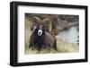 Rocky Mountain Bighorn Sheep Ram-Ken Archer-Framed Photographic Print