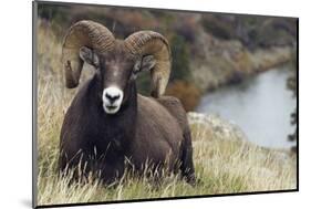 Rocky Mountain Bighorn Sheep Ram-Ken Archer-Mounted Photographic Print