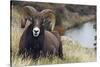 Rocky Mountain Bighorn Sheep Ram-Ken Archer-Stretched Canvas