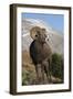 Rocky Mountain Bighorn sheep ram-Ken Archer-Framed Premium Photographic Print