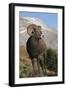 Rocky Mountain Bighorn sheep ram-Ken Archer-Framed Premium Photographic Print