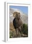 Rocky Mountain Bighorn sheep ram-Ken Archer-Framed Premium Photographic Print