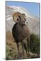 Rocky Mountain Bighorn sheep ram-Ken Archer-Mounted Premium Photographic Print