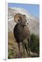 Rocky Mountain Bighorn sheep ram-Ken Archer-Framed Photographic Print