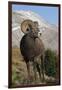 Rocky Mountain Bighorn sheep ram-Ken Archer-Framed Photographic Print