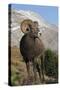 Rocky Mountain Bighorn sheep ram-Ken Archer-Stretched Canvas