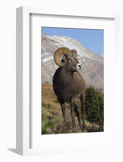 Rocky Mountain Bighorn sheep ram-Ken Archer-Framed Photographic Print