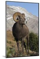 Rocky Mountain Bighorn sheep ram-Ken Archer-Mounted Photographic Print