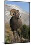 Rocky Mountain Bighorn sheep ram-Ken Archer-Mounted Photographic Print